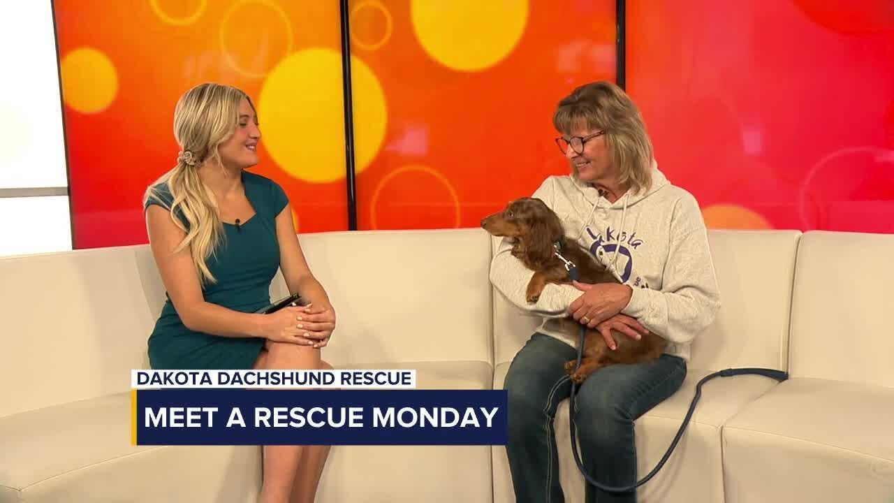 Meet a Rescue Monday: Joey - YouTube