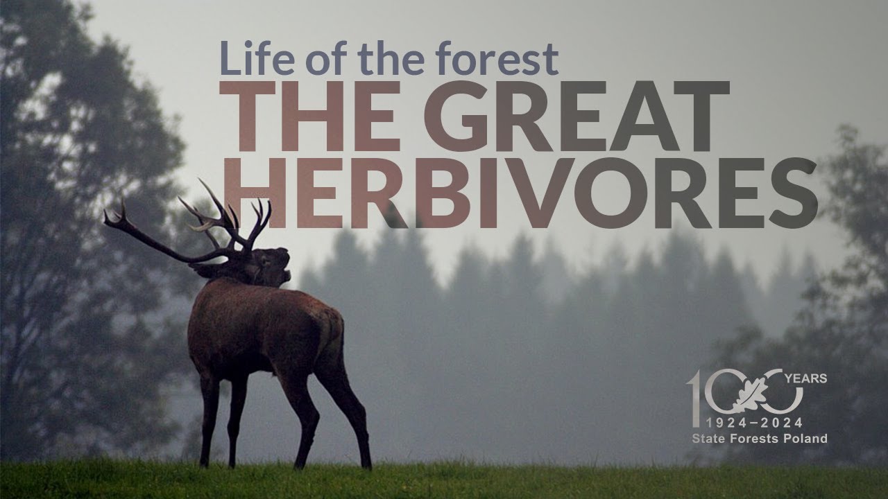 Life of the forest. The great herbivores
