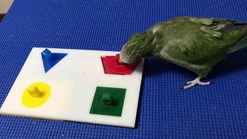 Compilation of Bird Training Videos based on Operant Learning & Positive Reinforcement