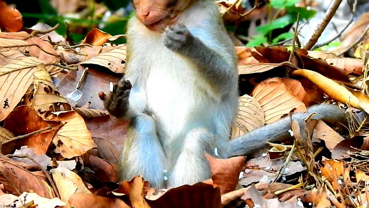 Don't Afraid Your Mum Alba I Can Help You | Alba Scare Her Mum Try Take Out Her Food