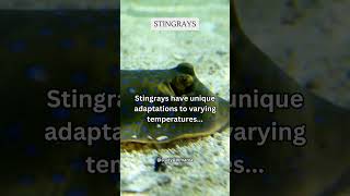 Stingrays have unique adaptations to varying temperatures    #subscribe #share #shorts