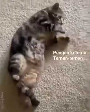 Cocok ni buat story wa hehe