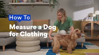 How to Measure a Dog for Clothing by Chewy 860 views 1 month ago 1 minute, 59 seconds