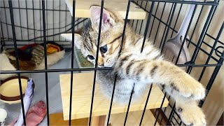 うろうろ三毛猫と寝起きでおとなしい暴れん坊