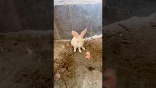 मैंने अपने खरगोश को बचाया ❤️🐇| safe my rabbit | #rabbit #minivlog #viralstory #shorts #help #cute
