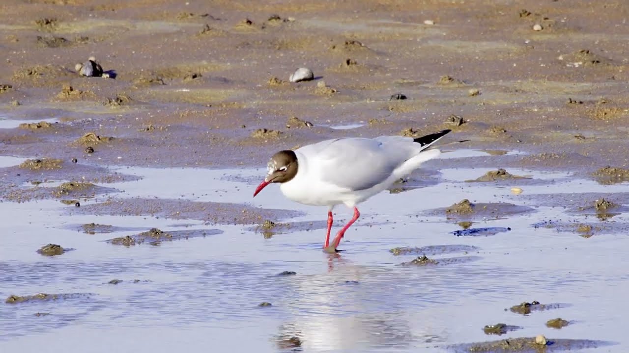 Black-headed Gull (Chroicocephalus ridibundus) - dancing for food @ Ythan Estuary