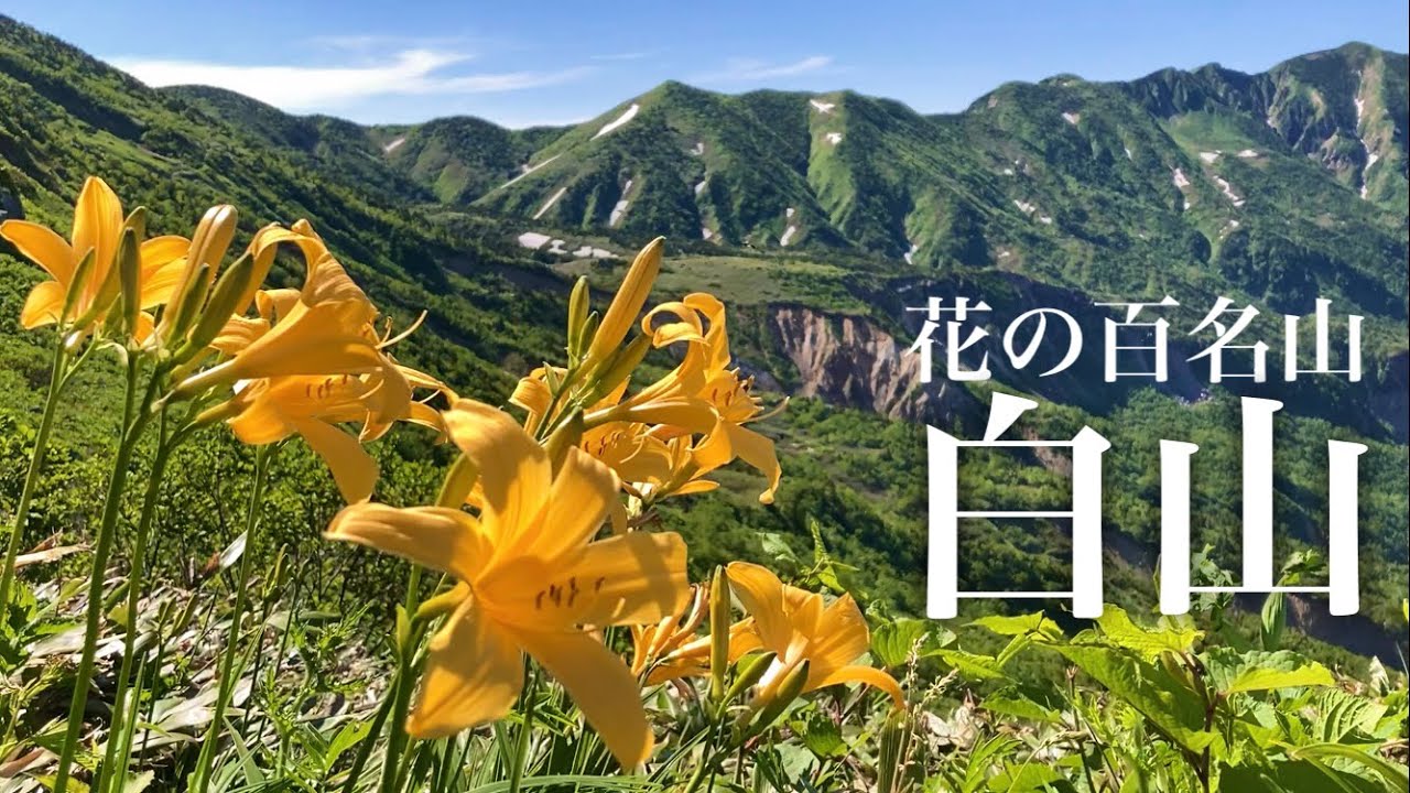 【夫婦登山】これぞ花の百名山！初夏の白山 クロユリに会いたい！