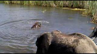 Splish Splash Ellies taking a bath - only at Inkwenkwezi**