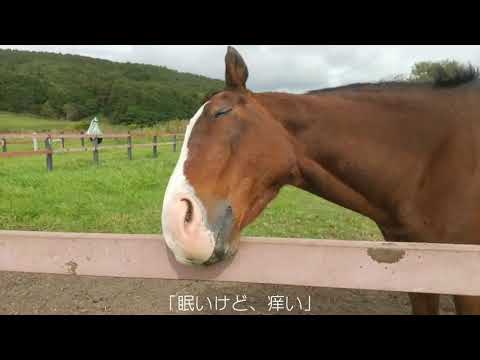 放牧地のドトウ