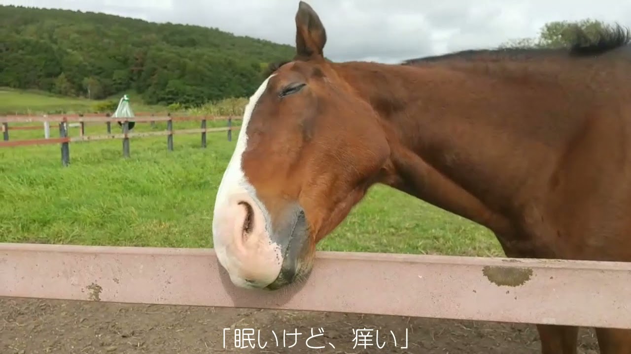 メイショウドトウ 牧場