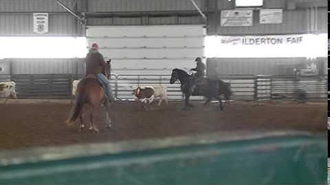 Morgan Horse First Time Team Sorting