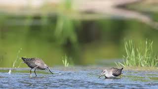 Petit Chevalier 2025 08 22 3