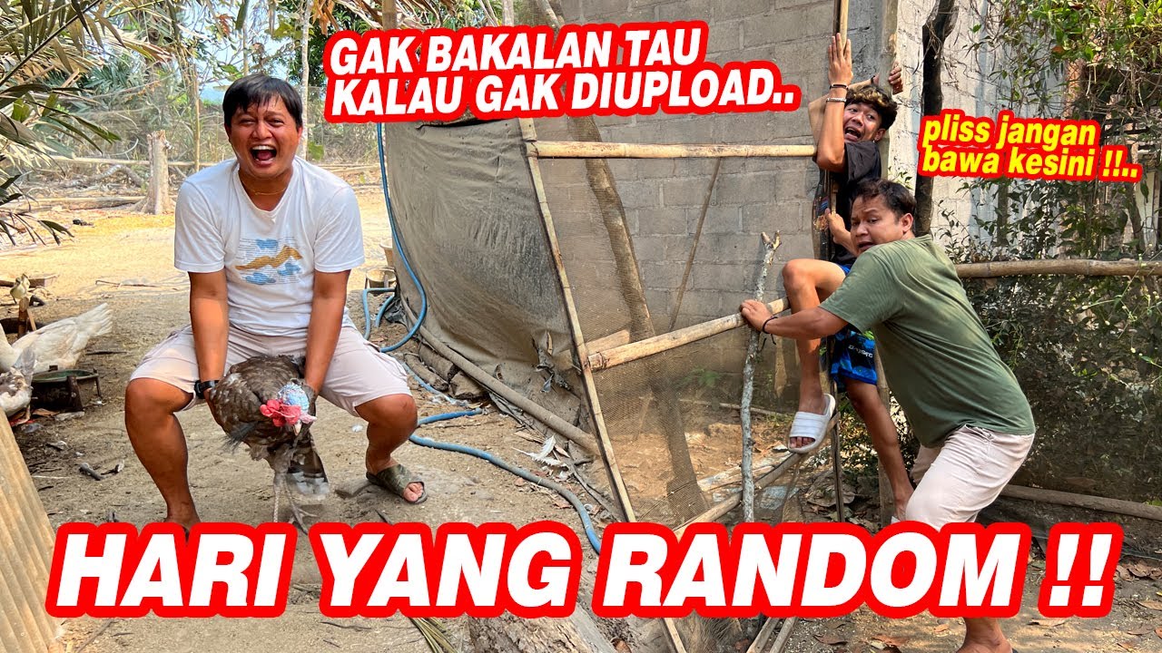 CAPEK NGONTEN !! Mas Ado naik kalkun sampe Boy & mas joko ketakutan..