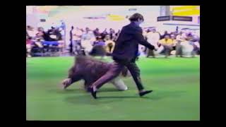 Applejem   Esposito Archive   Crufts Mrs C Barber by Applejem Old English Sheepdogs 70 views 5 months ago 1 hour, 34 minutes
