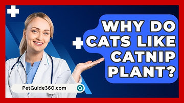 Why Do Cats Like Catnip Plant? - PetGuide360.com