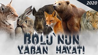 Bolu'nun Yaban Hayatı / Bolu's Wildlife / Ağustos - Aralık 2020