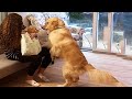 AWW CUTE BABY ANIMALS - Best Cutest Puppy And Kitty Videos 2022