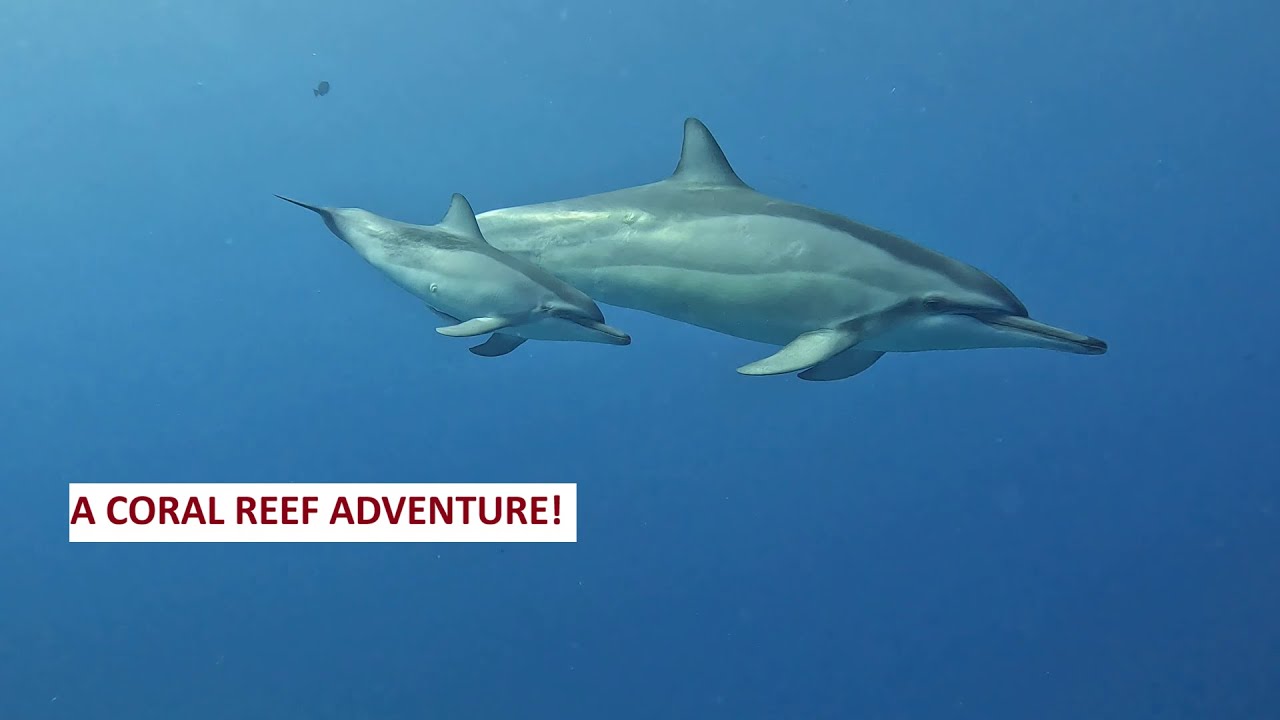 A CORAL REEF ADVENTURE!