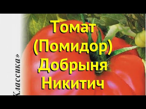 Томат Алеша Попович Характеристика Фото