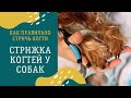 Как стричь когти собаке йорку: как правильно обрезать когти йоркширскому терьеру в домашних условиях