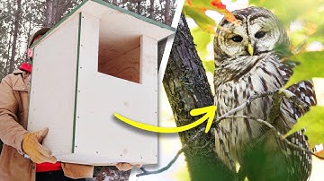 I Built 50 Boxes for Wildlife - here