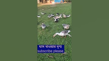 রাজহাঁস#shorts#shorts feeds#youTube search #channel pages#sound pages#browse features