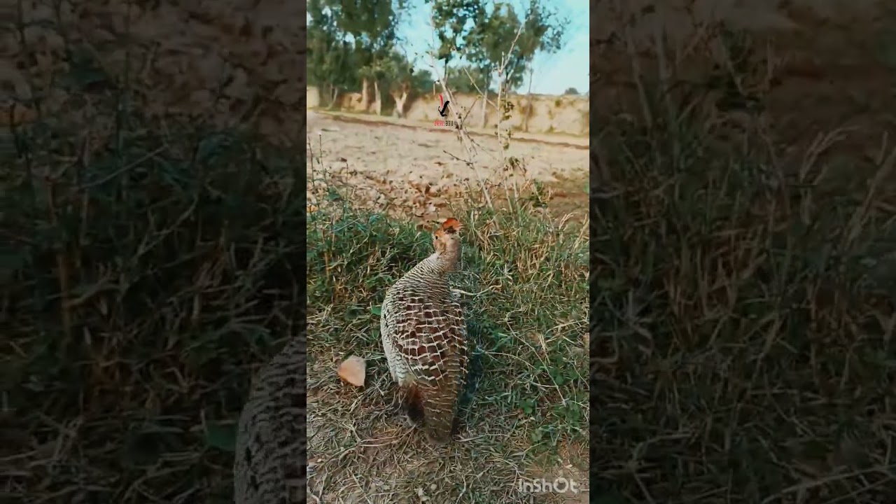 Gray Partridge voice | wild francolin call | Jungli teetar ki awaz