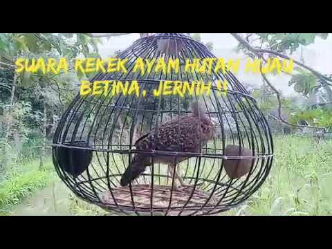 Suara Ayam Hutan Hijau betina memanggil pejantan