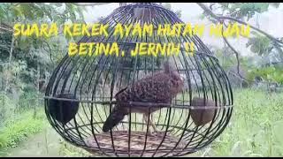 Suara Ayam Hutan Hijau betina memanggil pejantan