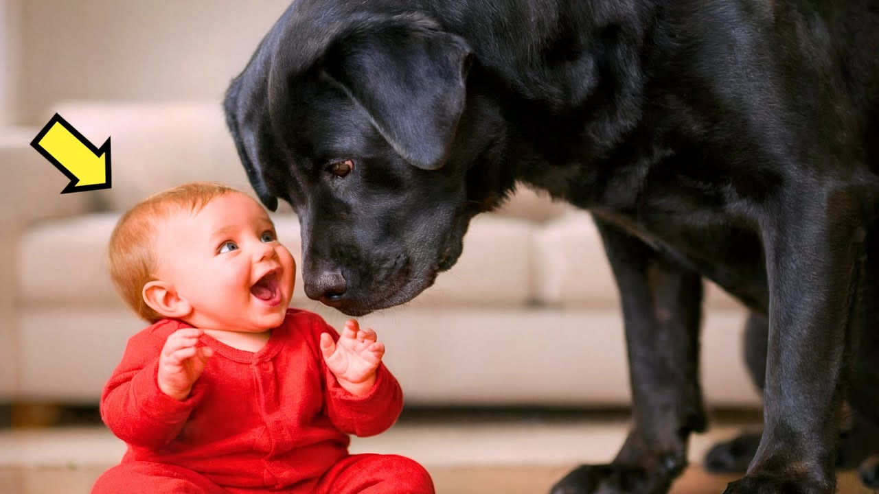S'ILS N'AVAIENT PAS FILMÉ… PERSONNE NE CROIRAIT CE QUE CE CHIEN GÉANT A FAIT AU BÉBÉ