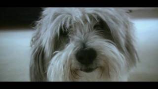 Rocky A Short Film Canon Hv40