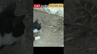CAT AURA MOMENTS🥶😎 #viral #funny #memes #funnyshorts #cat  #aura