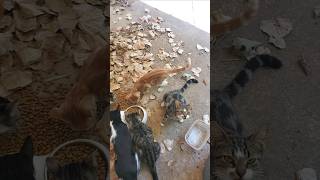 Kittie Breakfast! Still Shy! Kitties @Robbie Stingle