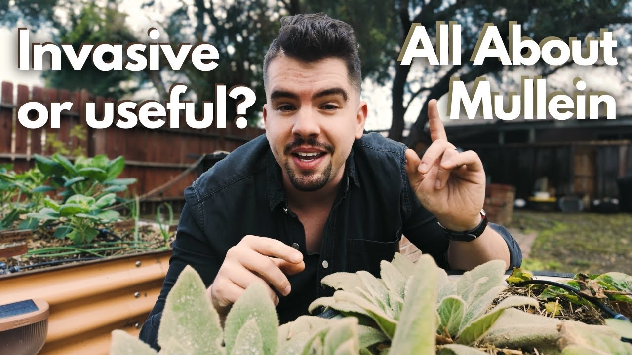 7 вещей, которые вам НУЖНО знать перед выращиванием коровяка