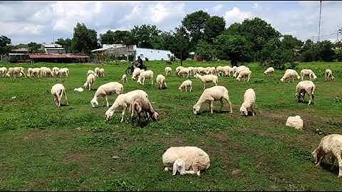 Vũng Tàu, khám phá Đồi Cừu Suối Nghệ, điểm du lịch không thể bỏ qua/#6