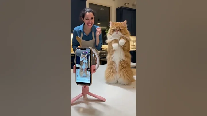 Video 11760301: fluffy persian cat, persian cat hilariously, persian cat show, cat dance