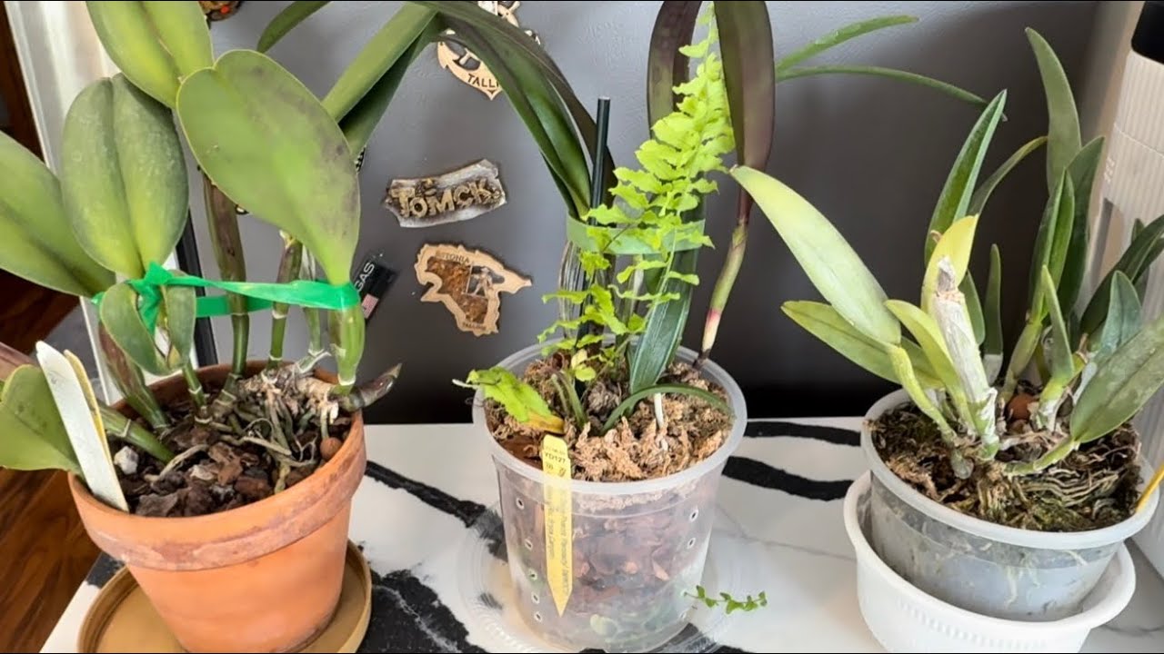 Тестирование орхидей на вирус. Каттлеи. Больные орхидеи или неправильный уход ? Тест нам покажет 😱❤️