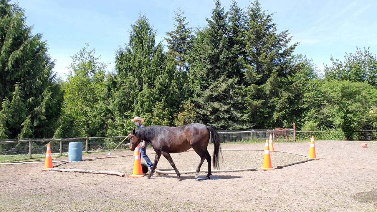 Reverse round pen. Horse lunging warm up at liberty YouTube