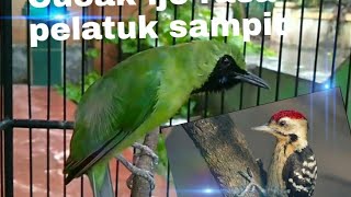 Cucak Ijo isian pelatuk sampit