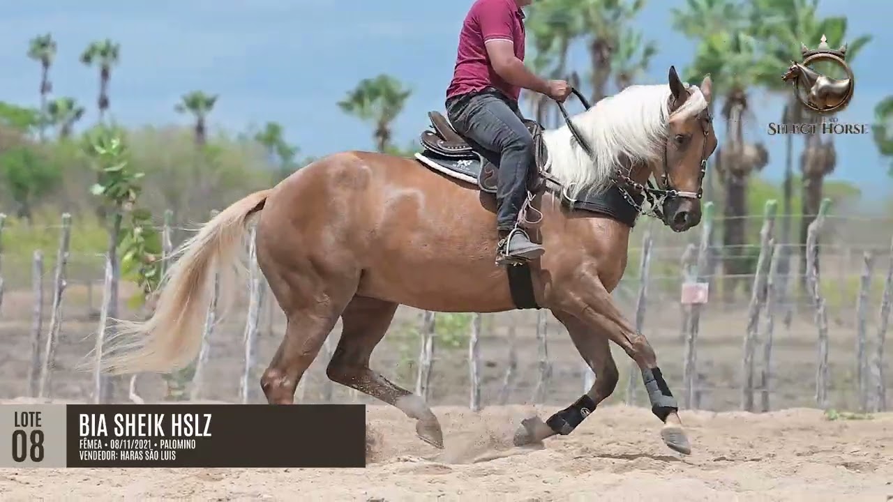 LOTE 08 - BIA SHEIK HSLZ