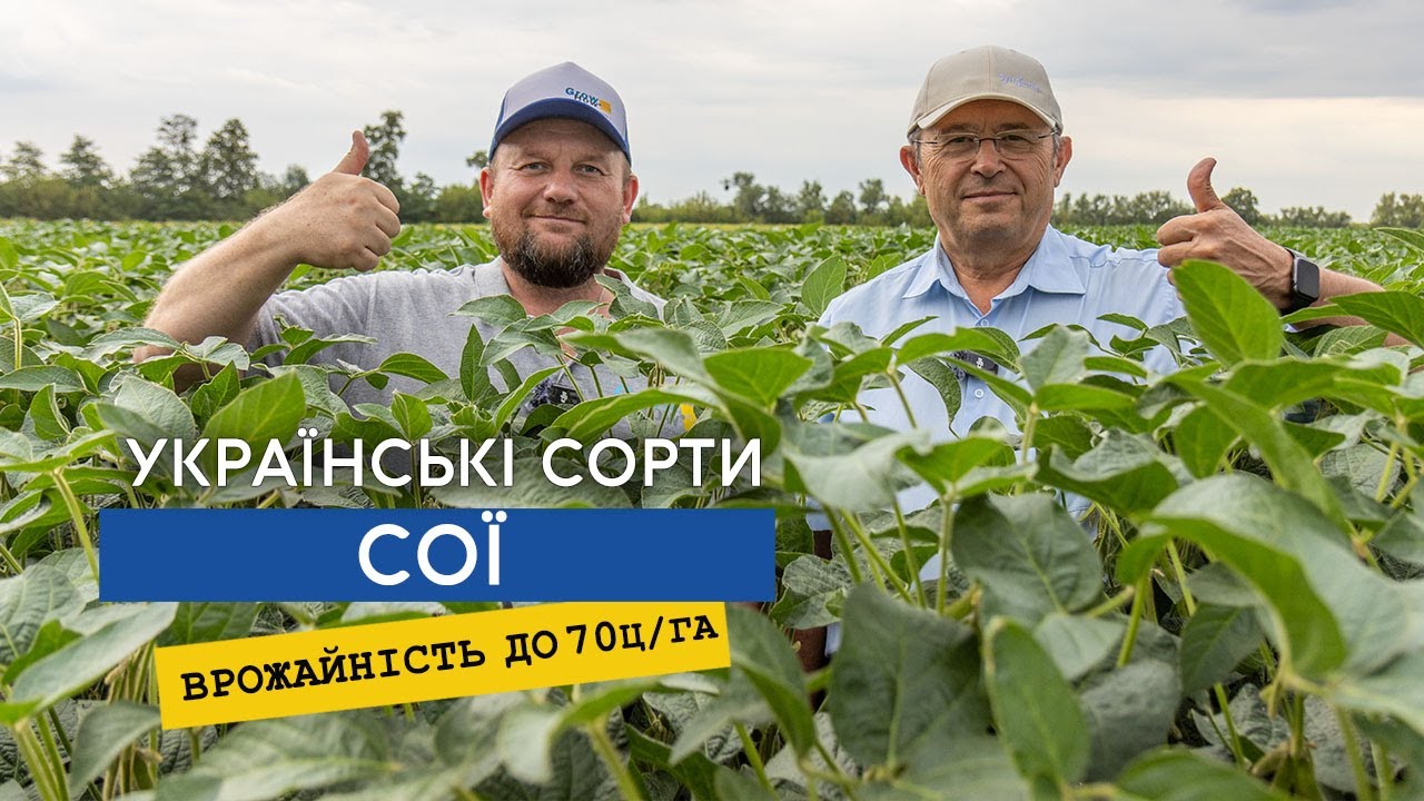 Соя з врожайністю 70 ц/га, українська селекція - огляд сортів. Обмолотили ультраранню сою - 17ц/га (