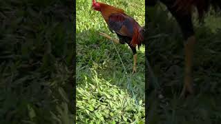 Boston Sweater Escolin Bloodline