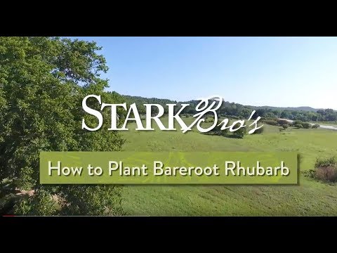 Vídeo: Plantas de ruibarbo de raiz nua: como plantar ruibarbo de raiz nua no jardim