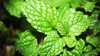 Aromatherapy for all Seasons : Plant your aromatic herb garden