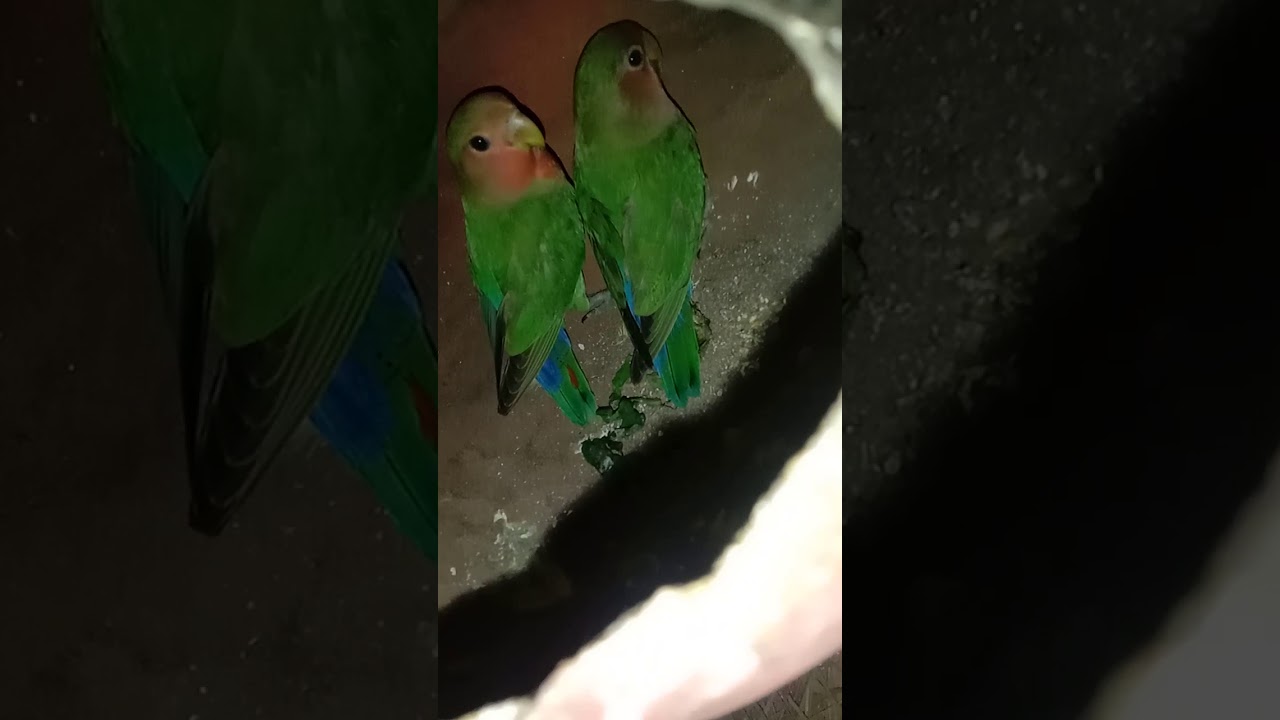 lovebird pakhi 
