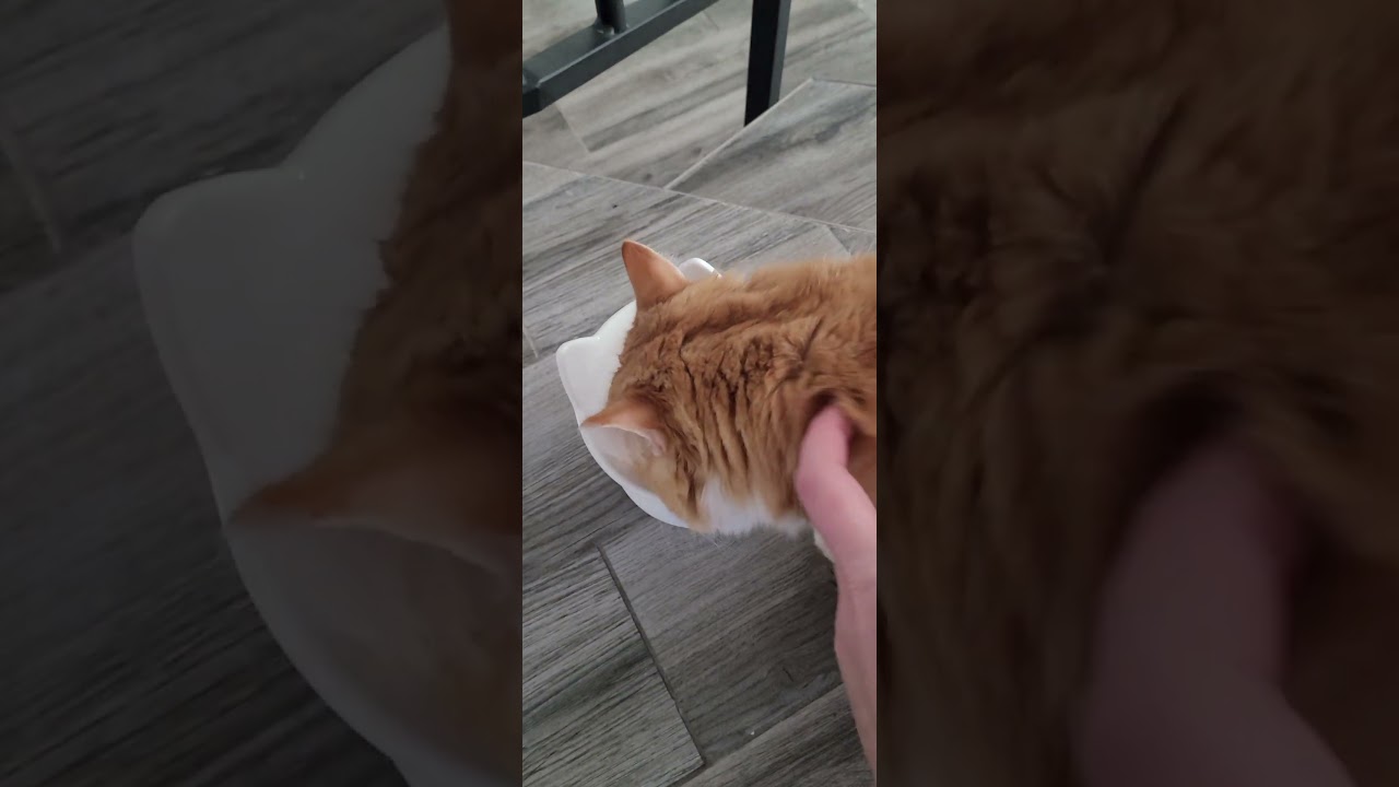 Orange cat activities. 