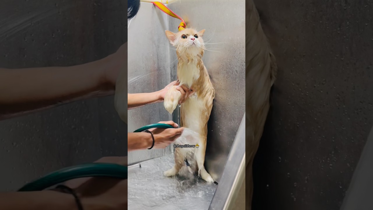 #cat #facts #growwithcats #catvideos #catshorts #cutecat #funnycats #kitten #kitty #pet #pets #cats #cat #facts #growwithcats #catvideos #catshorts #cutecat #funnycats #kitten #kitty #pet #pets #cats