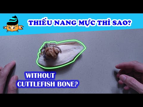 Video: Cách chọn vỏ cua Hermit theo hình dạng và kích thước