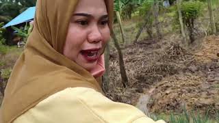 Download Lagu Jalan jalan wisata alam, mengelilingi kebon sayur di desa, memetik aneka sayuran segar. MP3