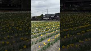 Spring Dreams: Endless Tulip Fields in Japan 🌷 #tokyo  #spring  #japan  #tulip #hamura